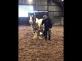 nervous horses that wont pick up their feet