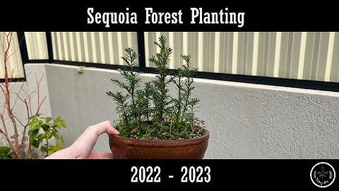 Sequoia Forest Planting 2022 - 2023