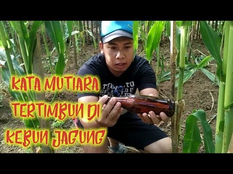 Jagung Padi Peribahasa