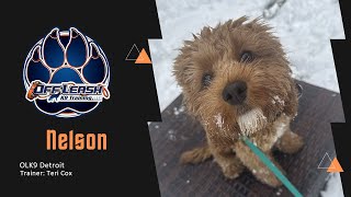 Shaping Behavior for a Happy Cavapoo by Team JW Enterprises 142 views 6 days ago 3 minutes, 50 seconds