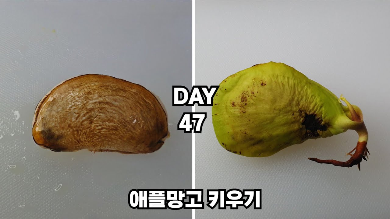 Как вырастить манговое дерево из косточки за 47 дней