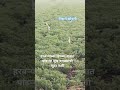 #birds #green plants#nature #countrysideviews #new #trendingshorts #viralshort