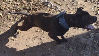 1St Litter Of The Year Gone Be A Long Night Double King Pepper Pups