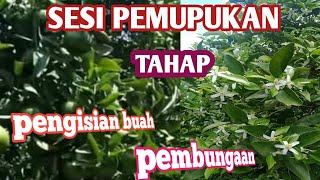 cara pemupukan jeruk yang benar untuk pembungaan dan pengisian buah