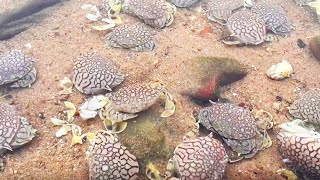 [Collection] The seaside Hua Dan crabs are breeding in a big way  densely packed with a big nest. N