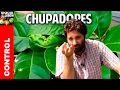 Plagas en Citricos - Como controlar los insectos chupadores @cosasdeljardin