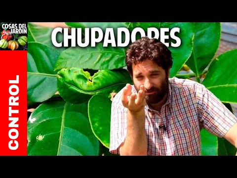 Video: Plagas De Ciruela. Insectos Chupadores