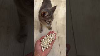 Reverse Cat Beads Soothing ASMR