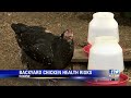 Salmonella outbreak linked to backyard chickens