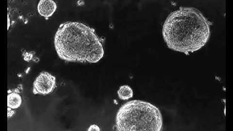 Spheroid Assembly and Growth on a Microarray