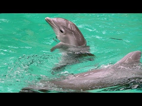 Video: Wie heißt ein Delfinbaby?
