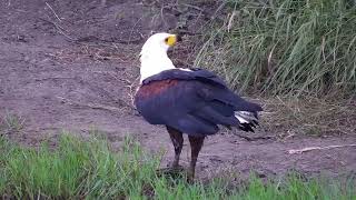 Fish Eagle Catch | Ranger Insights by Explore Africa 580 views 1 year ago 1 minute, 40 seconds