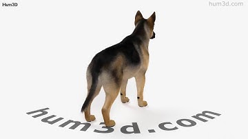 German Shepherd 3D model by 3DModels.org