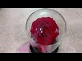 Foleto preserved real rose forever rose in glass dome gifts review real preserved rose