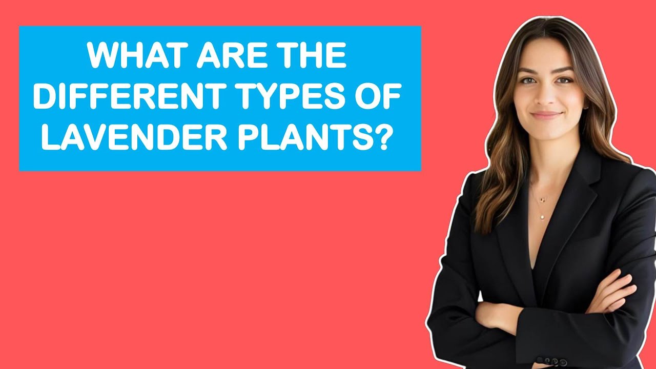 Какие существуют виды лаванды?