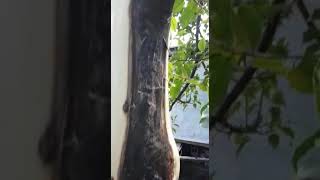 Garu Hijau klo udah jd duet