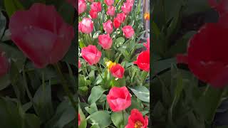 beautiful Tulips #shorts #viral