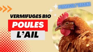 3 vermifuges naturels pour poule, simples non médicamenteux : l’ail (Vol 2)