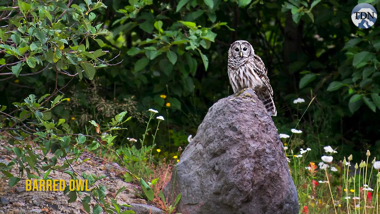 Wildlife Returns To Mount St Helens Youtube 