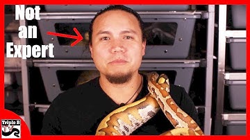How to Tame an Aggressive Snake : Triple B TV - Ep.71