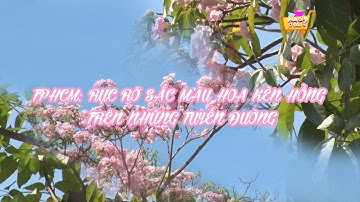 Hoa kèn hồng RỰC RỠ TỎA SẮC trên nhiều tuyến đường ở Sài Gòn