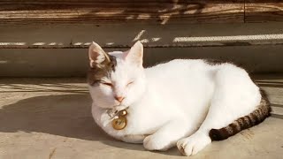 猫寺の朝ごはんに見に行ってみる