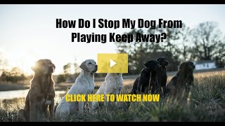 How Do I Stop My Dog From Playing Keep Away?