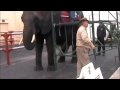 Liebel/Liebling Circus with Nosey(AKA Tiny or Peanut ) the elephant in Haines City , FL PART 2