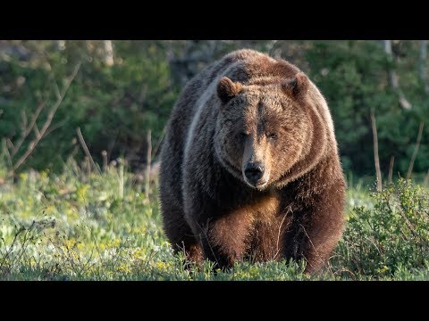 Video: Nejslavnější Medvěd Grizzly Grand Teton Právě Tragicky Ztratil Své Jediné Mládě - Síť Matador