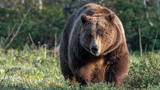 Nikon D850 Nikon 500 F4 Grand Teton Grizzly Bears - Best Wildlife Photography Day Yet!