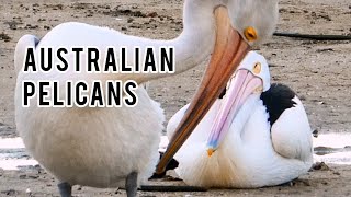 Australian Pelicans in Cairns (Pelecanus conspicillatus)