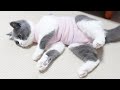 避妊手術を控えた猫のぷーこに術後服を着せてみました