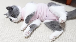 避妊手術を控えた猫のぷーこに術後服を着せてみました