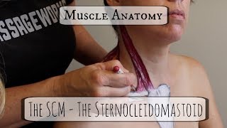 Muscle Anatomy The Scm