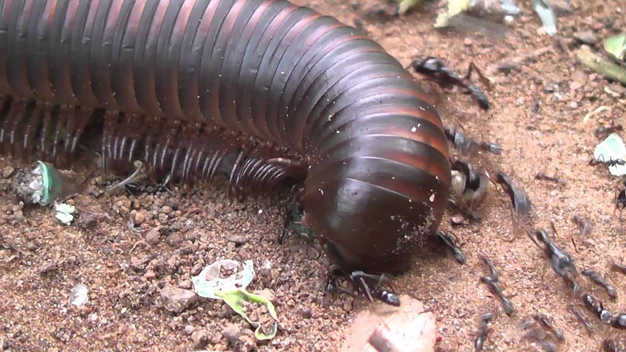 Millipede trying to cross ant highway - YouTube.