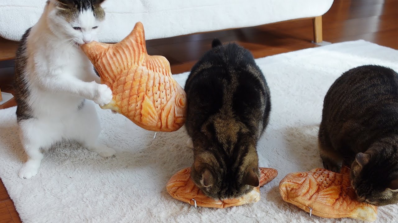 Cats got a new year's gift 2024. - YouTube