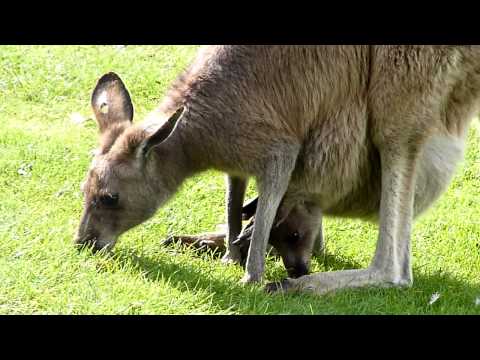 Baby Wallaby in the pouch eating