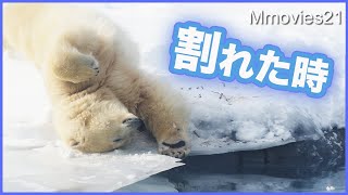 【お約束のびっくり】ホッキョクグマの割り切れない気持ちに共感する　デナリとララは美味しそうに屋外ランチ Polar Bears Life