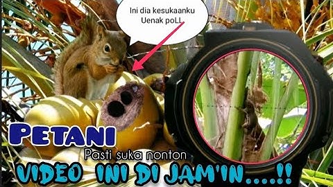 ⭐Berburu tupai||(PEST CONTROL)inilah VIDEO yg di tunggu"petani Sebelah,,,