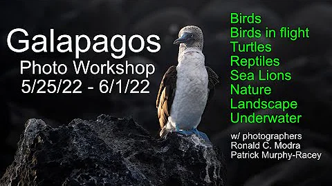 Galapagos Photo Workshop with Ron Modra and Patrick Murphy-Racey 5/25/22 - 6/1/22