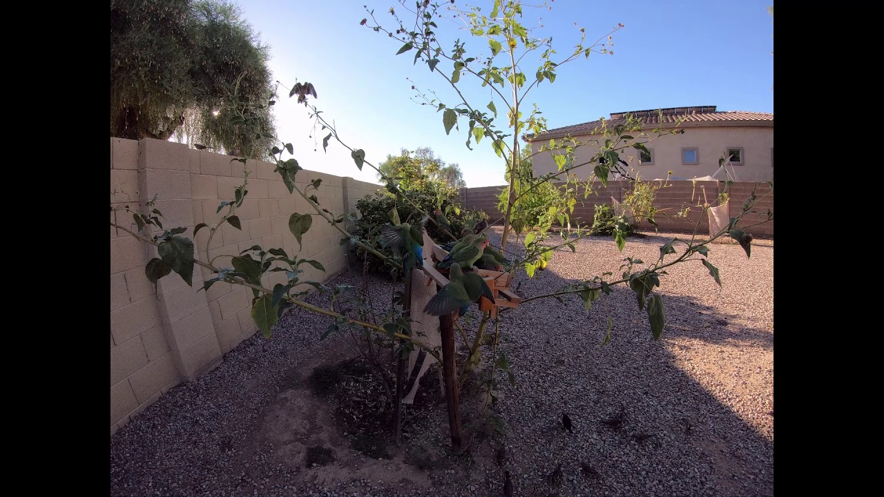 Wild Lovebirds In Goodyear Arizona - YouTube