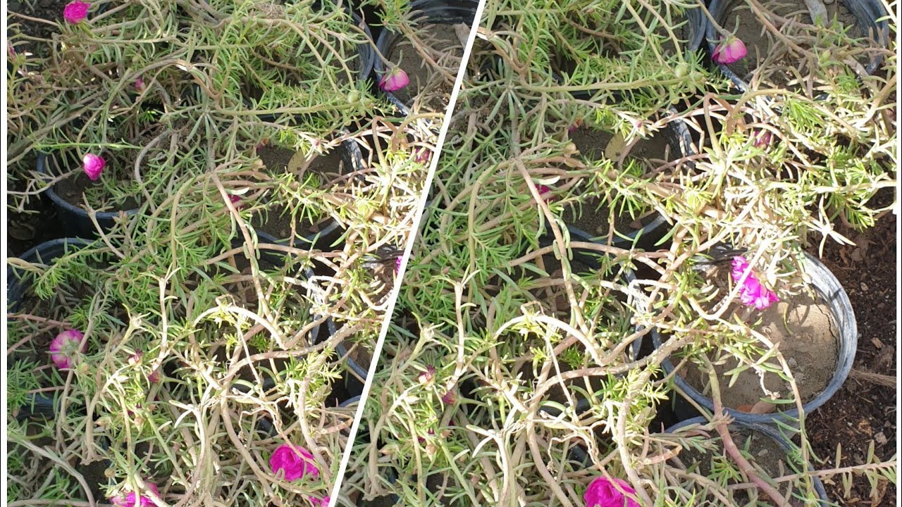 لماذا لا يزهر نبات ورد الصباح وكيف تجعله يزهر بكثافة