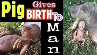 Pig gives birth to human baby