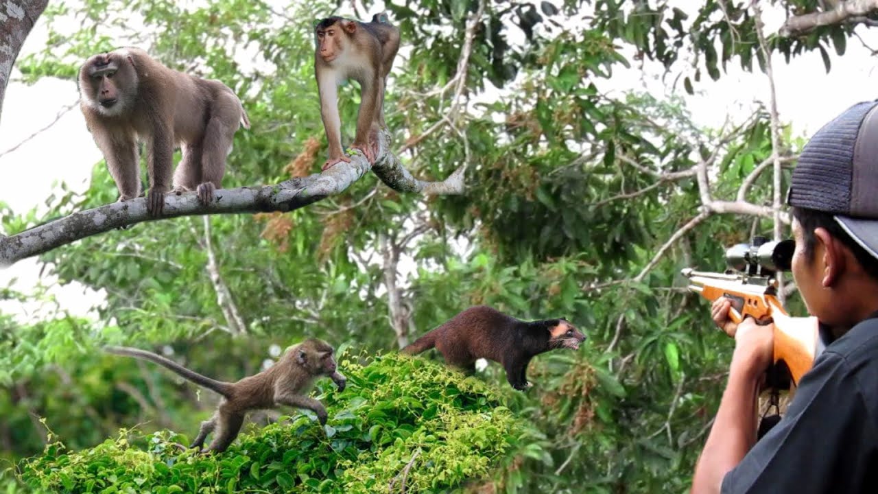 BERBURU‼️KERA,BERUK DAN MUSANG BERDATANGAN KE KEBUN PETANI