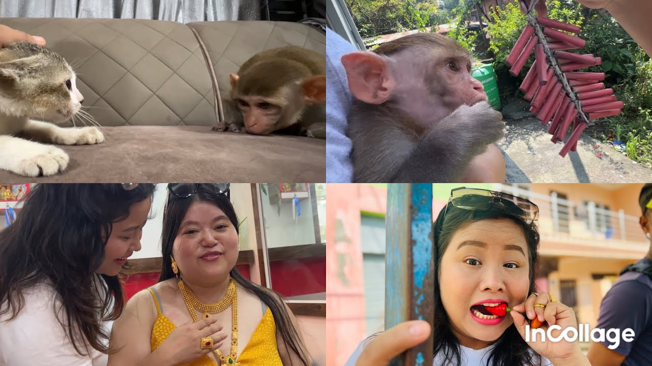 Jogu ra babu patakka padkaudai🐒👨‍🎤// joguko saano saathi vetiyo🐈‍⬛🐒