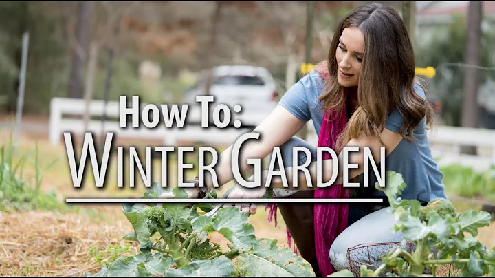 How to Grow a Winter Garden and Pick Collards | St...