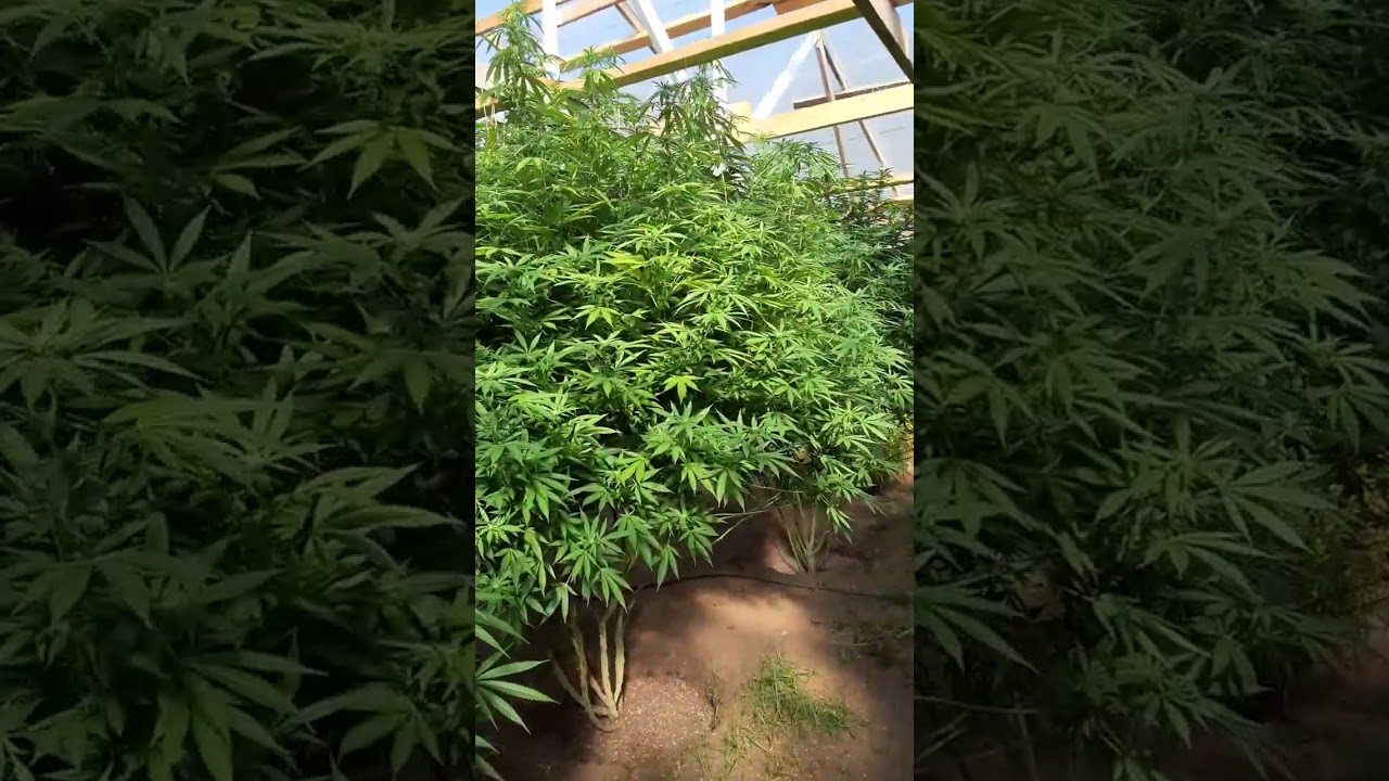 How to produce a 1 lb pound plant 2022. video 13