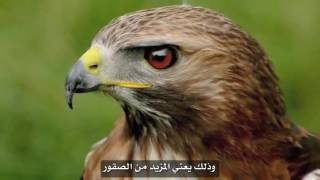 ابداع الخالق: الذئاب نموذجا وكيف سببت التوازن البيئي