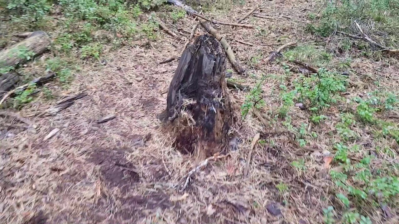 Reaktion von Raub- und Schwarzwild auf AttraTec No 9 Walnuss