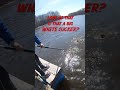  master angler white sucker